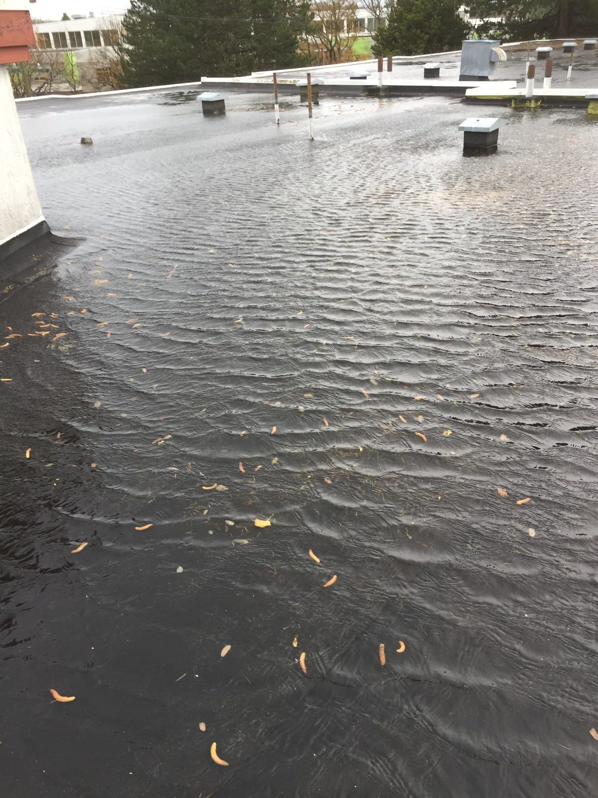 Standing water rippling across an open low-slope roof field during heavy rainfall