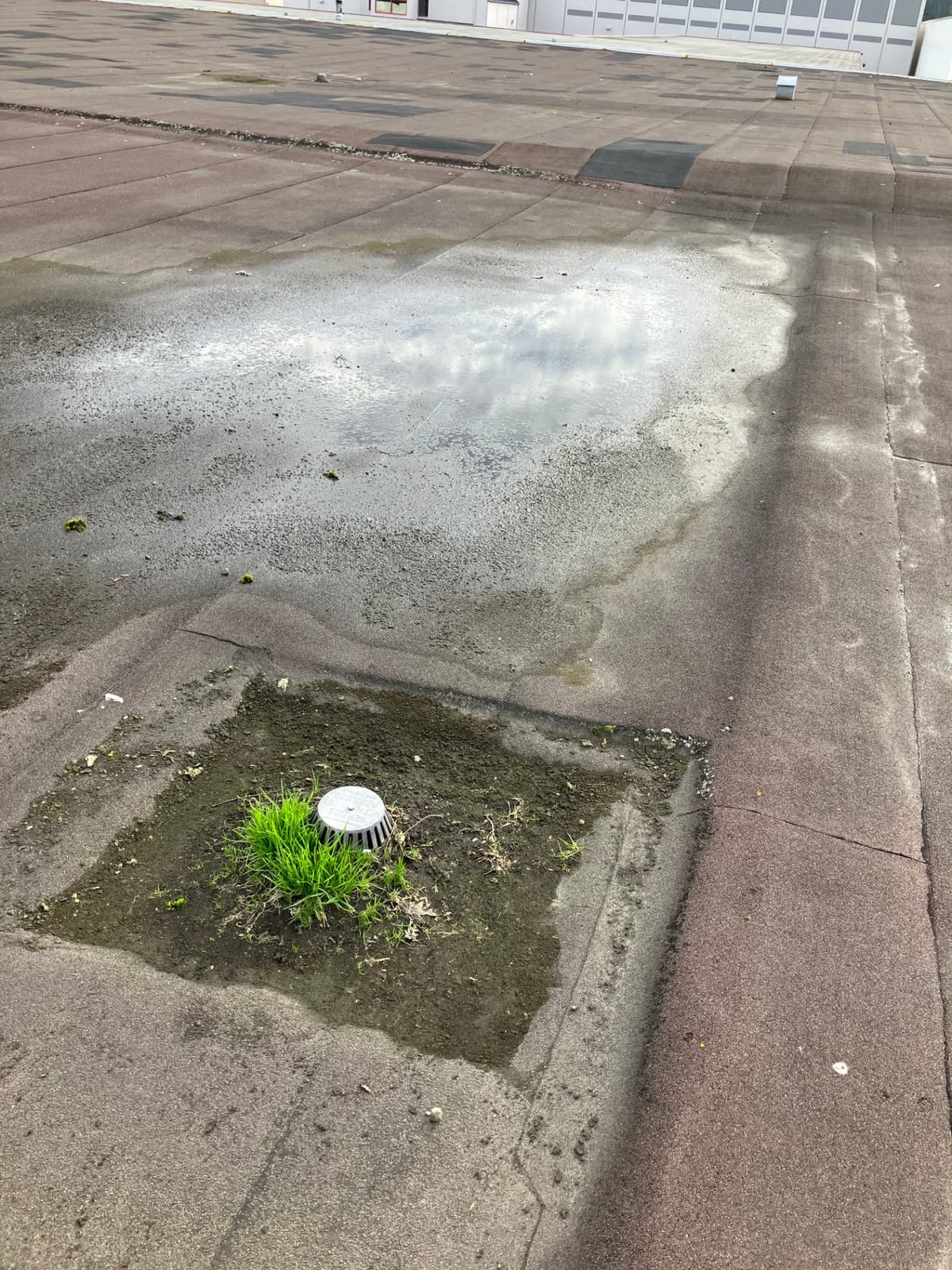 Grass and vegetation growing from silt accumulated around a roof drain