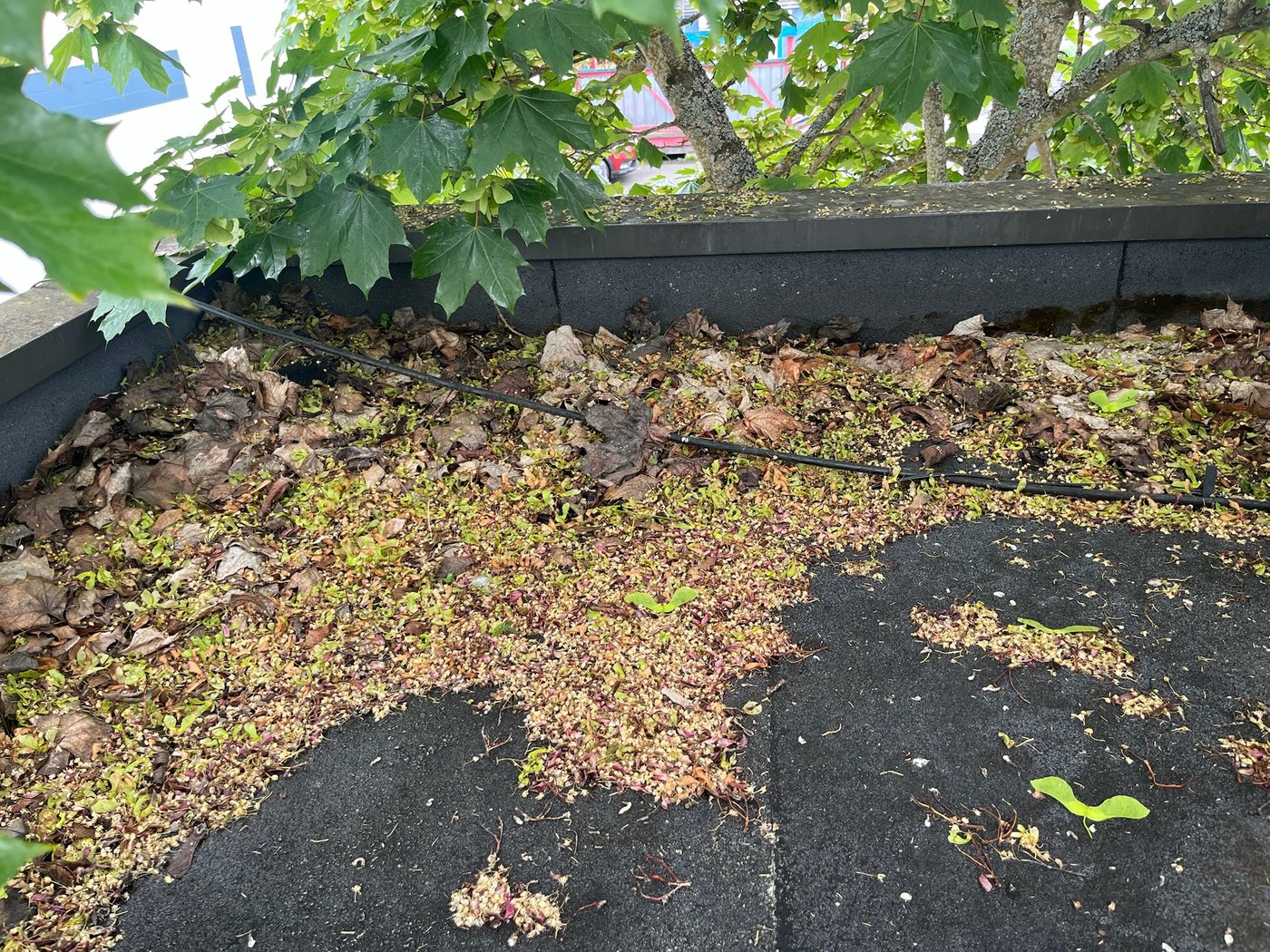 Vegetation and tree debris accumulated around a roof drain strainer